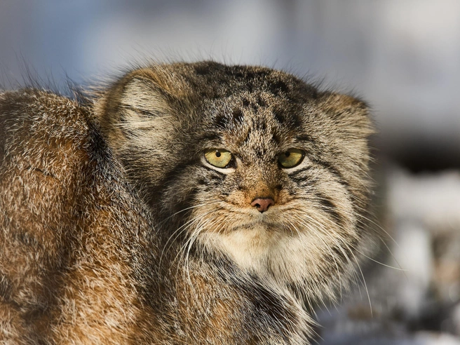 Манул не сумел поймать добычу | Источник: Фото: Александр Ощепков, NGS.RU