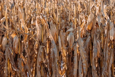 Четыре округа Забайкалья потеряли урожай из-за засухи