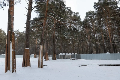 Жители Кемерова опасаются за вековые сосны в Рудничном бору