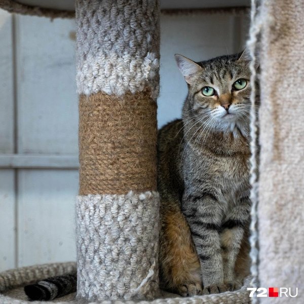 Источник: Илья Чикотин / 72.RU