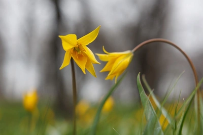 Тюльпаны для селфи под угрозой исчезновения