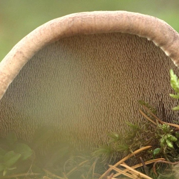 Источник: Павел Глазков / «Каждой твари по паре» 