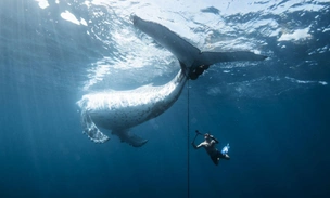 Организаторы подвели итоги конкурса Oceania Photo Contest 2025: посмотрите на прекрасные снимки победителей