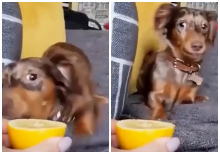 Реакция собаки, которая пробует лимон, позабавила Интернет (видео)