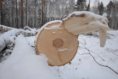 В Приморье дерево раздавило рабочего при лесозаготовках