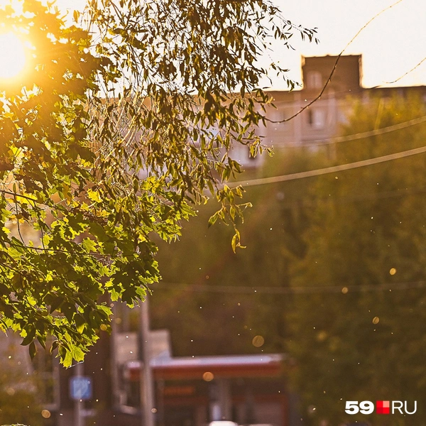 Мягкий свет от солнечных лучей проглядывает сквозь деревья | Источник: Василина Любимова / 59.RU
