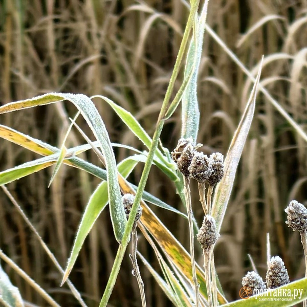 Источник: Ксения Потеева / «Фонтанка.ру»