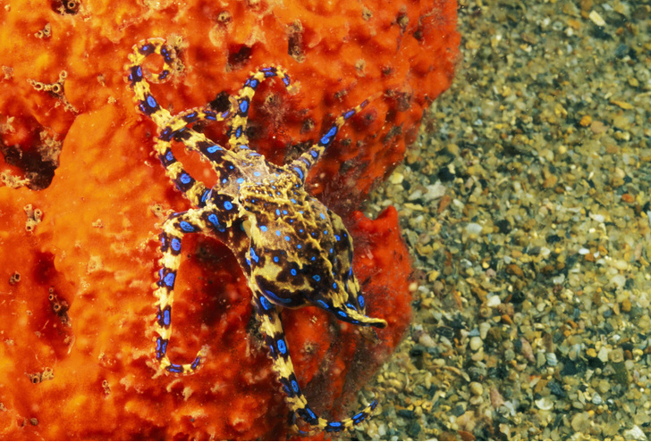 Ядовитые интеллектуалы: 12 невероятных фактов об осьминогах