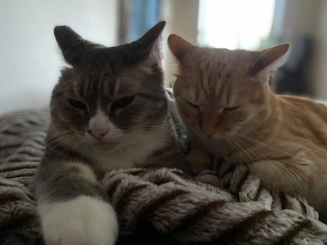 Ловят лучики солнца | Источник: читательница NGS24.RU Виктория