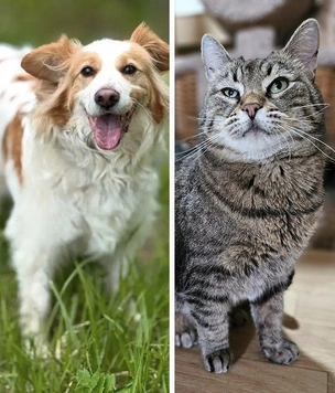 Котопёс недели: преданный пес Лео и уютный кот Пирог готовы стать домашними