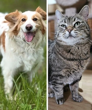 Котопёс недели: преданный пес Лео и уютный кот Пирог готовы стать домашними