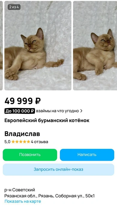 В советском районе продают элегантных бурманских котят | Источник: сайт бесплатных объявлений