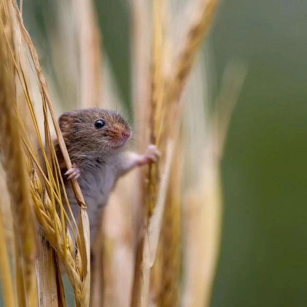 «Это мой колос!» | Источник: Jamie Smart / Close-up Photographer of the Year 2024