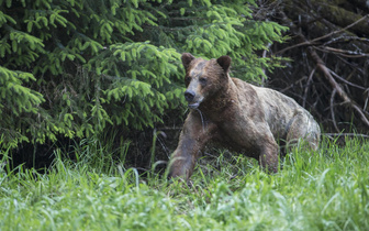 На Урале горе-охотник застрелил геолога: ему показалось, что в чаще рычит медведь