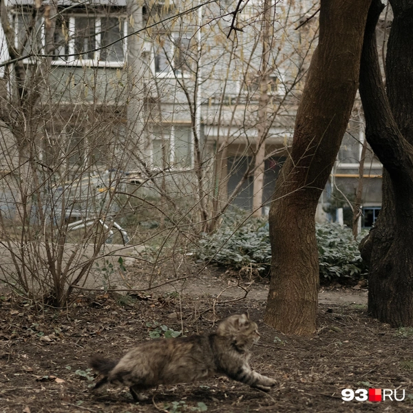 Мы встретили много кошечек | Источник: Дарья Паращенко / 93.RU