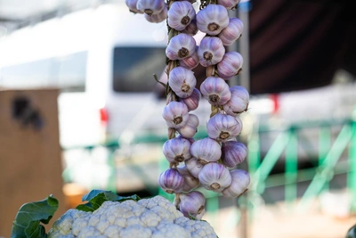 Тюменский агроман о посадке озимого чеснока весной
