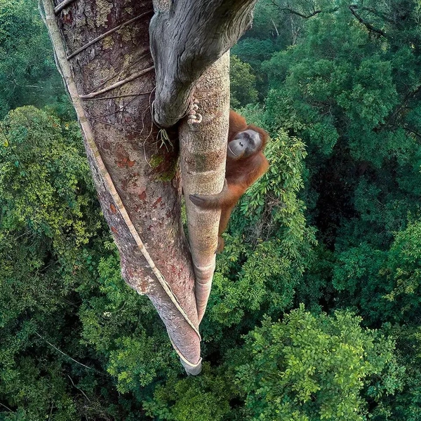 Источник: Wildlife Photographer of the Year