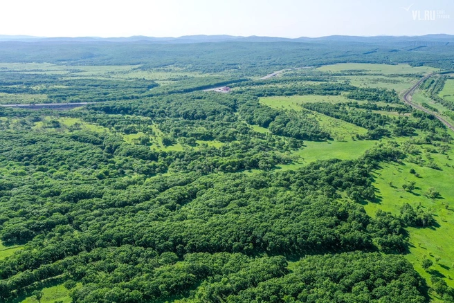 vl.ru | Источник: Так выглядело место, где планировалось строительство полигона