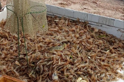 В Азовском море зафиксирован исторический рекорд по вылову креветок