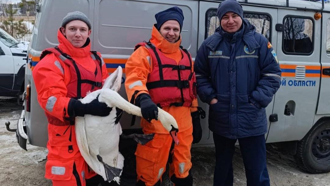 В Челябинской области спасли раненого лебедя с обледеневшего пруда (видео)