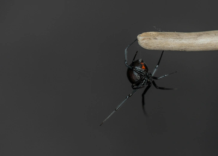 Самки пауков Latrodectus hesperus используют запах, чтобы привлечь партнеров  | Источник: Jackie Best via Unsplash