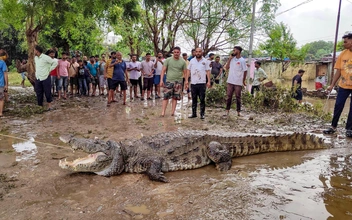 🐊«По улицам ходила большая крокодила»: рептилии терроризируют индийский город Вадодара