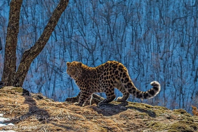 Leopard Mia sets record for most photoshoots in Primorye park