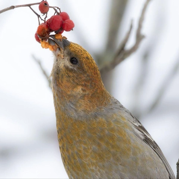 Источник: Параскева-в-шпинатах / Телеграм