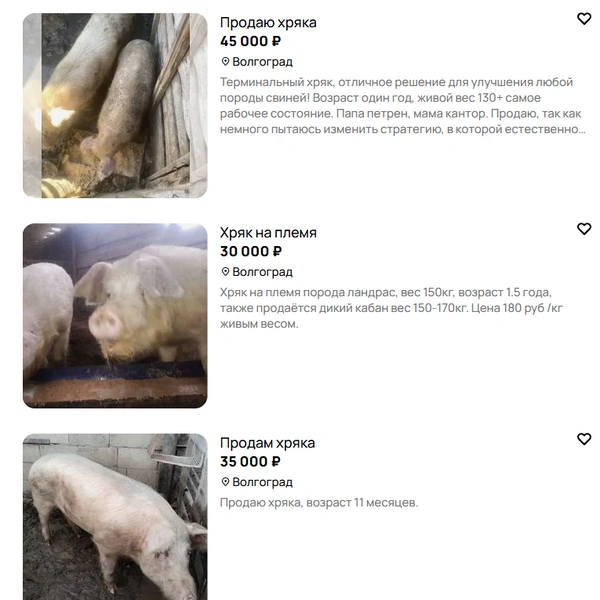 Источник: скриншот avito.ru