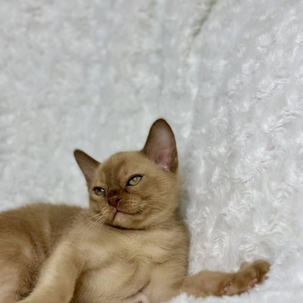 Сразу видно благородное происхождение  | Источник: сайт бесплатных объявлений