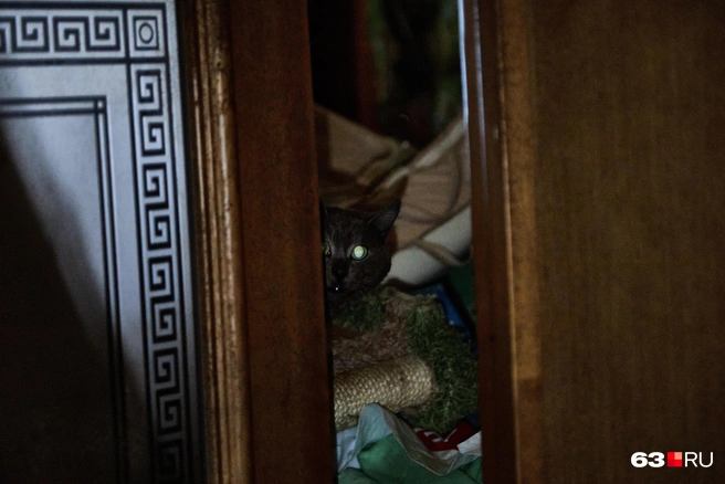 Животные тоже стали заложниками неопрятных хозяев | Источник: Роман Данилкин / 63.RU