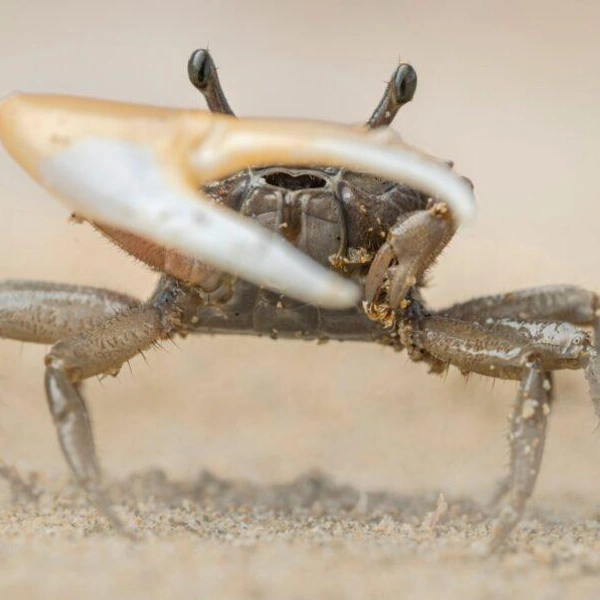 «Съемка запрещена!» | Источник: Lior Berman / Close-up Photographer of the Year 2023