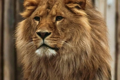 Лев Цезарь из ульяновского зоопарка не ожидал снегопада