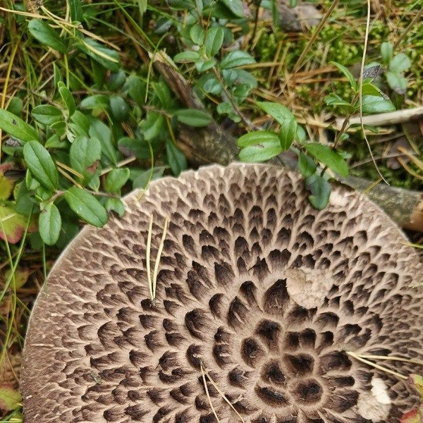 Источник: Павел Глазков / «Каждой твари по паре» 