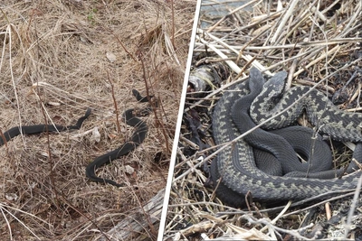 Ядовитые змеи проснулись рано в Архангельской области