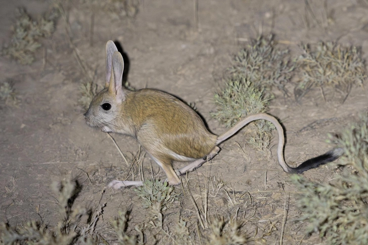 Большой тушканчик (Allactaga major) | Источник: Pavel Shukov, CC BY-NC 4.0, via iNaturalist.org