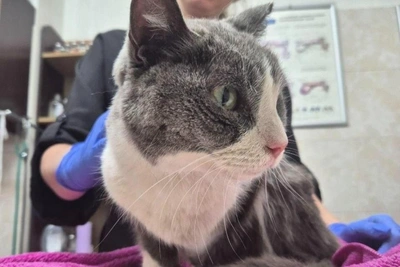 Cat Milan rescued in Vladivostok after month missing