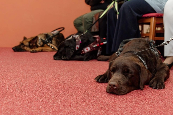 Специально обученная собака становится ключом к независимой и мобильной жизни для своего владельца | Источник: «Оптикор»