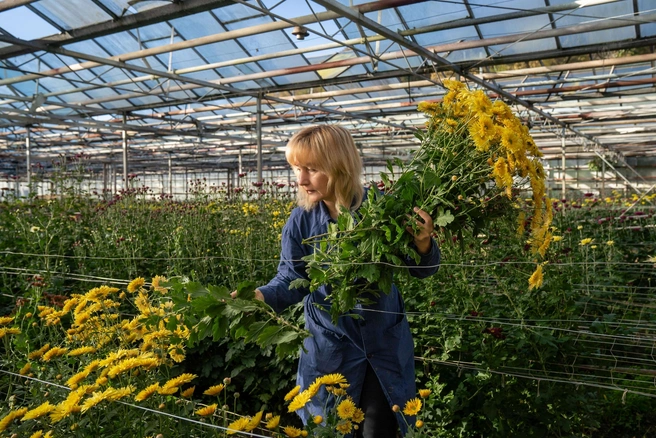 За 9 лет коллекция центра пополнилась 23 новыми сортами хризантем  | Источник: пресс-служба Субтропического научного центра РАН