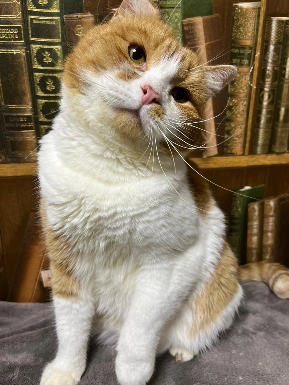 Джигит будет участником ярмарки-раздачи в декабре | Источник: «Наследие Бастет» / «ВКонтакте»