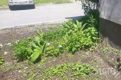 В Ново-Александровске по ошибке скосили розы вместо борщевика