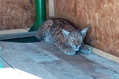 Под Тюменью сбежала рысь и задавила кошку