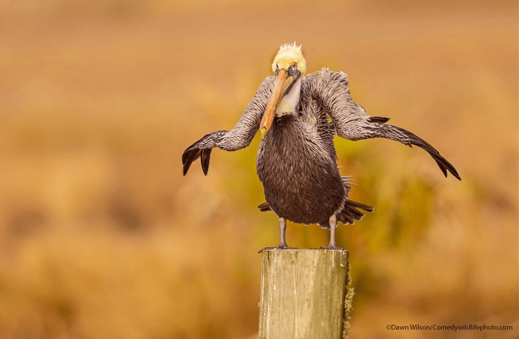 Сеанс продления жизни: посмейтесь всласть над работами финалистов конкурса Comedy Wildlife Photography Awards 2021