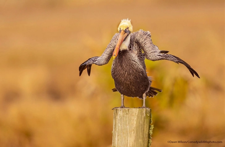 Сеанс продления жизни: посмейтесь всласть над работами финалистов конкурса Comedy Wildlife Photography Awards 2021