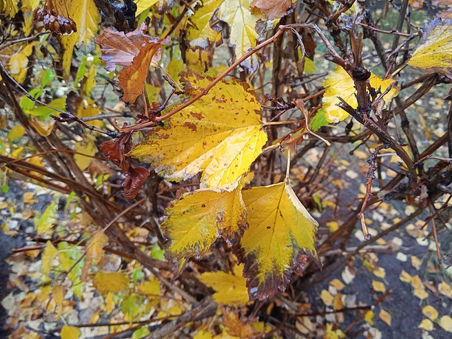 Какой погоды ждать ульяновцам в начале недели: прогноз синоптиков | Источник: Дмитрий Сильнов / 173. RU
