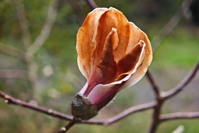 В Сочи магнолия зацвела в декабре впервые за десятилетие