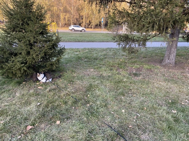 В микрорайоне много парков и прогулочных зон, по которым выгуливают даже котов | Источник: Ирина Господаренко / NGS22.RU