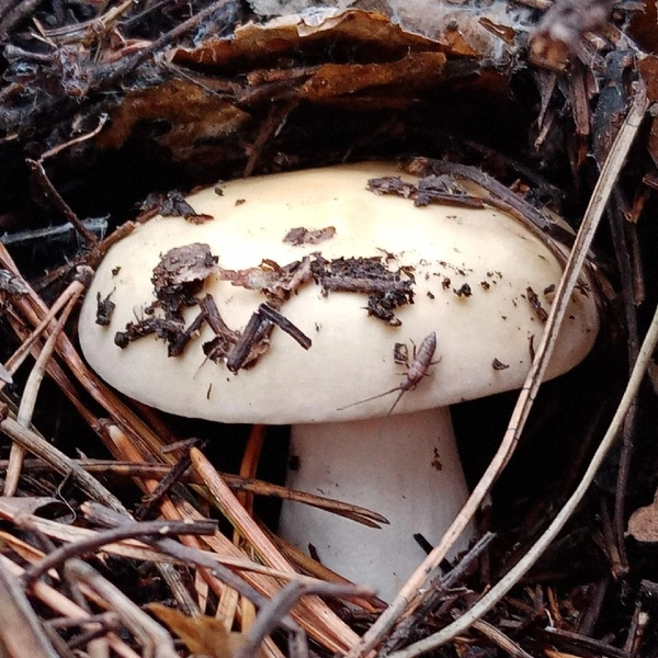 Источник: Людмила Буздалова / «Уральский ЯжеГрибник» / Vk.com