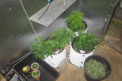 Житель Мордовии обвинен в хранении конопли и марихуаны