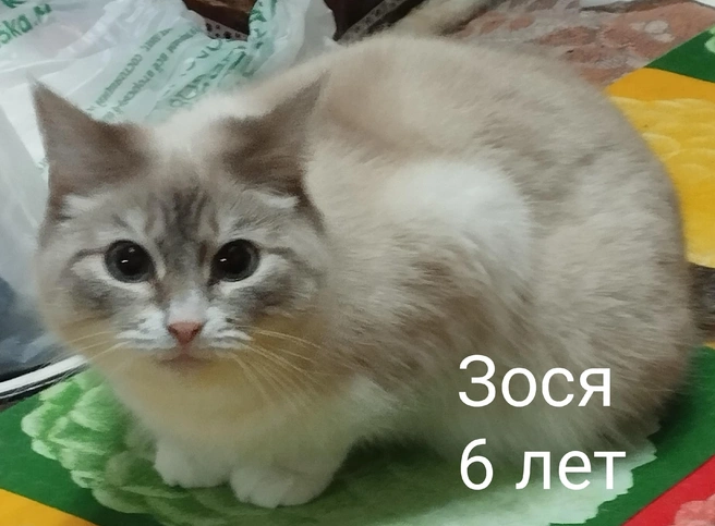 Источник: «Помощь бездомным животным г. Полярные Зори!» / Vk.com